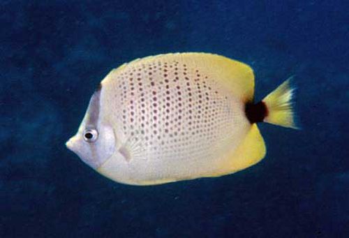 Millet butterflyfish